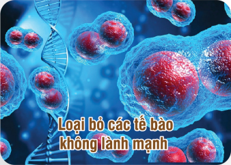 Loại bỏ các tế bào không lành mạnh