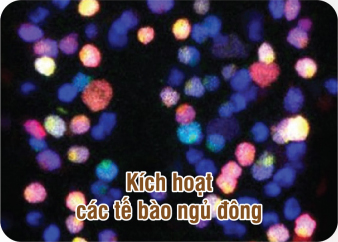 Kích hoạt các tế bào ngủ đông
