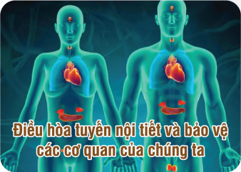 Điều hòa tuyển nội tiết và bảo vệ các cơ quan của chúng ta